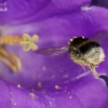 Bumblebee - Bombus sp.  | Fotografijos autorius : Gintautas Steiblys | © Macronature.eu | Macro photography web site