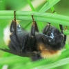 Bumblebee - Bombus sp. | Fotografijos autorius : Vidas Brazauskas | © Macronature.eu | Macro photography web site