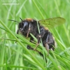 Bumblebee - Bombus sp. | Fotografijos autorius : Rasa Gražulevičiūtė | © Macronature.eu | Macro photography web site