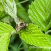 Bumblebee Hoverfly (Volucella bombylans) | Fotografijos autorius : Aleksandras Naryškin | © Macronature.eu | Macro photography web site