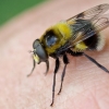 Bumblebee Hoverfly - Volucella bombylans   ♂ | Fotografijos autorius : Gediminas Gražulevičius | © Macronature.eu | Macro photography web site