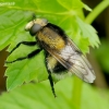 Bumblebee Hoverfly - Volucella bombylans | Fotografijos autorius : Romas Ferenca | © Macronature.eu | Macro photography web site