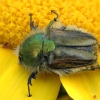 Bumblebee scarab beetle - Eulasia diadema | Fotografijos autorius : Gintautas Steiblys | © Macronature.eu | Macro photography web site