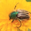 Bumblebee scarab beetle - Eulasia pareyssei | Fotografijos autorius : Gintautas Steiblys | © Macronature.eu | Macro photography web site