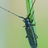 Buožaininis stagarinukas - Agapanthia intermedia | Fotografijos autorius : Gintautas Steiblys | © Macrogamta.lt | Šis tinklapis priklauso bendruomenei kuri domisi makro fotografija ir fotografuoja gyvąjį makro pasaulį.