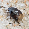 Burrowing bug - Microporus nigrita | Fotografijos autorius : Kazimieras Martinaitis | © Macronature.eu | Macro photography web site