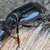 Black Sexton Beetle - Nicrophorus humator | Fotografijos autorius : Kazimieras Martinaitis | © Macronature.eu | Macro photography web site