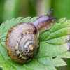 Bush snail - Fruticicola fruticum  | Fotografijos autorius : Kazimieras Martinaitis | © Macronature.eu | Macro photography web site