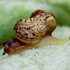 Bush snail - Fruticicola fruticum  | Fotografijos autorius : Romas Ferenca | © Macronature.eu | Macro photography web site