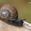 Bush snail - Fruticicola fruticum  | Fotografijos autorius : Gintautas Steiblys | © Macronature.eu | Macro photography web site