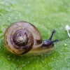 Bush snail - Fruticicola fruticum, juv. | Fotografijos autorius : Darius Baužys | © Macronature.eu | Macro photography web site