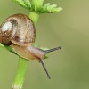 Bush snail - Fruticicola fruticum | Fotografijos autorius : Gintautas Steiblys | © Macronature.eu | Macro photography web site