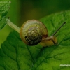 Bush snail - Fruticicola fruticum | Fotografijos autorius : Romas Ferenca | © Macronature.eu | Macro photography web site