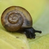 Bush snail - Fruticicola fruticum | Fotografijos autorius : Vidas Brazauskas | © Macronature.eu | Macro photography web site