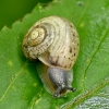 Bush snail - Fruticicola fruticum | Fotografijos autorius : Kazimieras Martinaitis | © Macrogamta.lt | Šis tinklapis priklauso bendruomenei kuri domisi makro fotografija ir fotografuoja gyvąjį makro pasaulį.