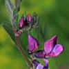 Bush vetch - Vicia sepium | Fotografijos autorius : Gintautas Steiblys | © Macronature.eu | Macro photography web site