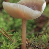 Butter cap - Rhodocollybia butyracea | Fotografijos autorius : Gintautas Steiblys | © Macrogamta.lt | Šis tinklapis priklauso bendruomenei kuri domisi makro fotografija ir fotografuoja gyvąjį makro pasaulį.