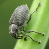 Cabbage Seed Weevil - Ceutorhynchus obstrictus | Fotografijos autorius : Vidas Brazauskas | © Macronature.eu | Macro photography web site