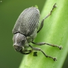 Ankštarinis paslėptastraublis - Ceutorhynchus obstrictus | Fotografijos autorius : Vidas Brazauskas | © Macronature.eu | Macro photography web site