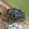 Cabbage Stem Weevil - Ceutorhynchus pallidactylus | Fotografijos autorius : Gintautas Steiblys | © Macronature.eu | Macro photography web site