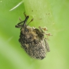 Cabbage Stem Weevil - Ceutorhynchus pallidactylus | Fotografijos autorius : Vidas Brazauskas | © Macronature.eu | Macro photography web site