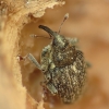 Cabbage Stem Weevil - Ceutorhynchus pallidactylus | Fotografijos autorius : Vidas Brazauskas | © Macronature.eu | Macro photography web site
