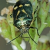 Cabbage bug - Eurydema oleracea | Fotografijos autorius : Gintautas Steiblys | © Macronature.eu | Macro photography web site