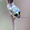 Cabbage bug - Eurydema oleracea | Fotografijos autorius : Romas Ferenca | © Macrogamta.lt | Šis tinklapis priklauso bendruomenei kuri domisi makro fotografija ir fotografuoja gyvąjį makro pasaulį.