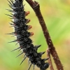 Šeirys - Nymphalis antiopa | Fotografijos autorius : Ramunė Vakarė | © Macronature.eu | Macro photography web site