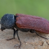 Capuchin beetle - Bostrichus capucinus | Fotografijos autorius : Žilvinas Pūtys | © Macronature.eu | Macro photography web site