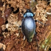 Miškinis puošniažygis - Carabus nemoralis | Fotografijos autorius : Agnė Kulpytė | © Macrogamta.lt | Šis tinklapis priklauso bendruomenei kuri domisi makro fotografija ir fotografuoja gyvąjį makro pasaulį.