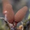 Carnival Candy Slime Mold - Arcyria denudata | Fotografijos autorius : Žilvinas Pūtys | © Macronature.eu | Macro photography web site