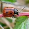 Case-bearing Leaf Beetle - Cryptocephalus octopunctatus | Fotografijos autorius : Romas Ferenca | © Macronature.eu | Macro photography web site