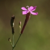 Catchfly - Atocion lituanicum | Fotografijos autorius : Agnė Našlėnienė | © Macronature.eu | Macro photography web site