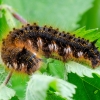 Caterpillar of Drinker | Euthrix potatoria | Fotografijos autorius : Darius Baužys | © Macronature.eu | Macro photography web site