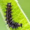 Caterpillar of Map butterfly | Fotografijos autorius : Darius Baužys | © Macronature.eu | Macro photography web site
