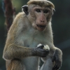 Ceiloninė makaka - Macaca sinica | Fotografijos autorius : Gintautas Steiblys | © Macrogamta.lt | Šis tinklapis priklauso bendruomenei kuri domisi makro fotografija ir fotografuoja gyvąjį makro pasaulį.