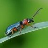 Cereal leaf beetle - Oulema melanopus ♀ | Fotografijos autorius : Romas Ferenca | © Macronature.eu | Macro photography web site