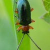 Cereal leaf beetle - Oulema melanopus ♂ | Fotografijos autorius : Žilvinas Pūtys | © Macronature.eu | Macro photography web site