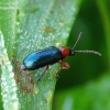 Cereal leaf beetle - Oulema melanopus | Fotografijos autorius : Romas Ferenca | © Macronature.eu | Macro photography web site