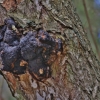 Įžulnusis skylenis (Beržo juodasis grybas ) -  Inonotus obliquus | Fotografijos autorius : Kęstutis Obelevičius | © Macronature.eu | Macro photography web site