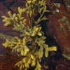 Rudasis jūros dumblis - Pelvetia canaliculata | Fotografijos autorius : Gintautas Steiblys | © Macronature.eu | Macro photography web site