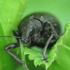 Chequered Weevil - Liophloeus tessulatus ? | Fotografijos autorius : Vidas Brazauskas | © Macronature.eu | Macro photography web site