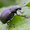 Barštinis straubliukas - Liophloeus tessulatus | Fotografijos autorius : Kazimieras Martinaitis | © Macronature.eu | Macro photography web site