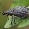 Barštinis straubliukas - Liophloeus tessulatus | Fotografijos autorius : Gintautas Steiblys | © Macronature.eu | Macro photography web site