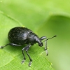 Chequered Weevil - Liophloeus tessulatus | Fotografijos autorius : Vidas Brazauskas | © Macronature.eu | Macro photography web site