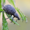 Chequered Weevil - Liophloeus tessulatus | Fotografijos autorius : Arūnas Eismantas | © Macronature.eu | Macro photography web site