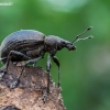 Chequered Weevil - Liophloeus tessulatus | Fotografijos autorius : Oskaras Venckus | © Macronature.eu | Macro photography web site