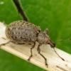 Chequered Weevil - Liophloeus tessulatus | Fotografijos autorius : Nomeda Vėlavičienė | © Macronature.eu | Macro photography web site