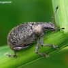 Chequered Weevil - Liophloeus tessulatus | Fotografijos autorius : Romas Ferenca | © Macronature.eu | Macro photography web site